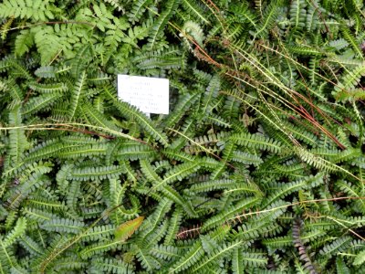 Blechnum penna-marina - Palmengarten Frankfurt - DSC01939