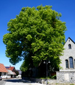 Bleiwäsche - Linde an der Kirche - 1