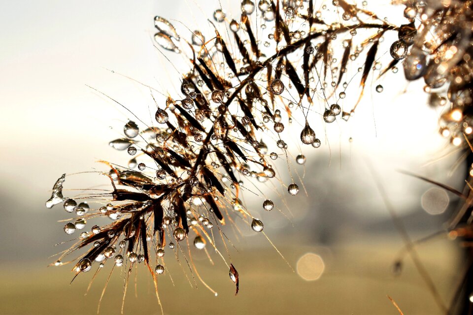 Leaf grass drop of water