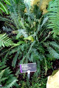 Blechnum medium (Doodia media) - Wilhelma Zoo - Stuttgart, Germany - DSC02051