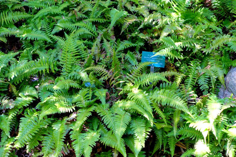 Blechnum appendiculatum - Mildred E. Mathias Botanical Garden - University of California, Los Angeles - DSC02803