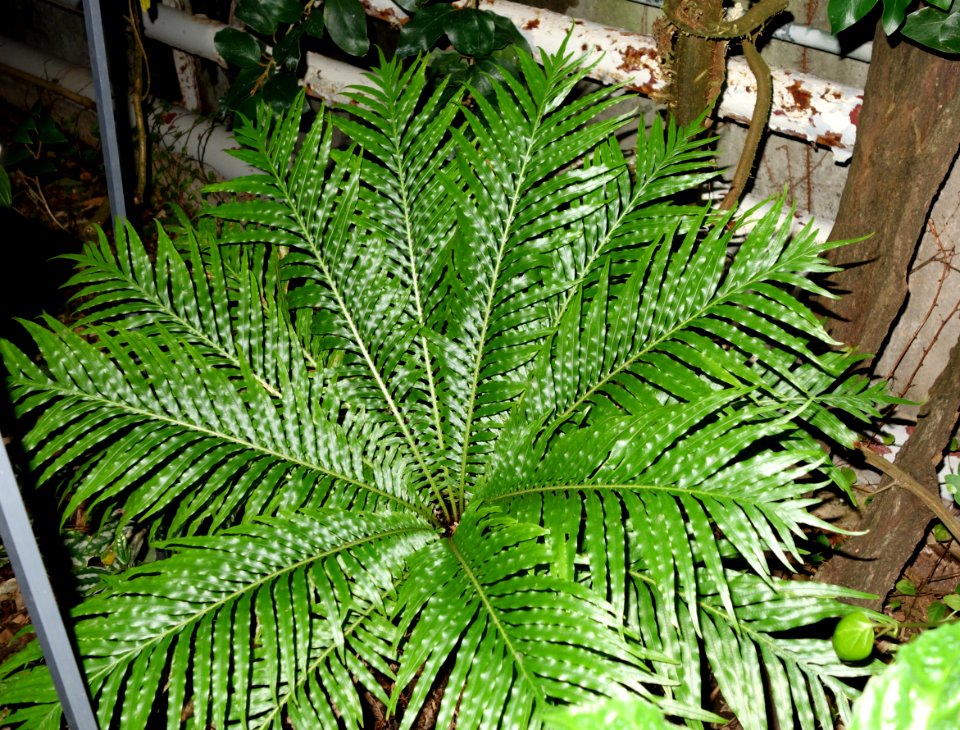 Blechnum gibbum - Botanischer Garten, Dresden, Germany - DSC08634