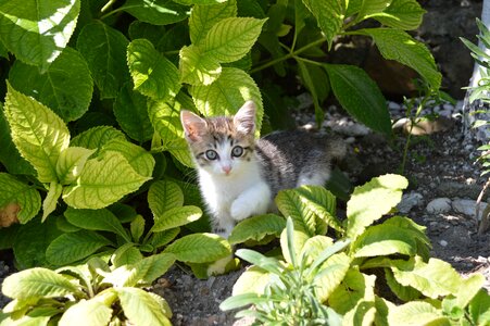 Animal cats animals