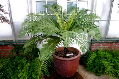 Blechnum brasiliense - Longwood Gardens - DSC01168