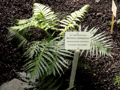 Blechnum occidentale var. occidentale - Botanical Garden in Kaisaniemi, Helsinki - DSC03638