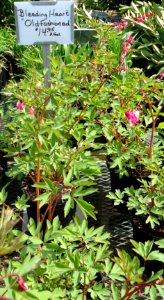 Bleeding Heart plants growing in NJ in April
