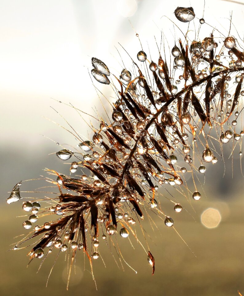 Leaf grass drop of water