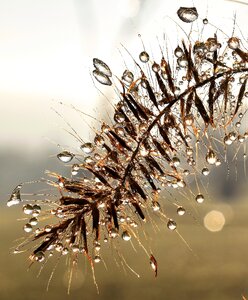 Leaf grass drop of water