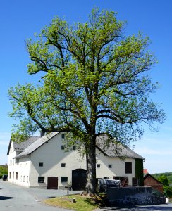 Bleiwäsche - Esche an der St. Agathastraße