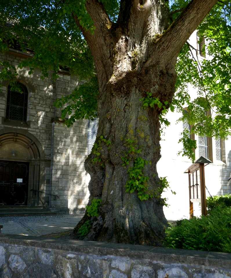 Bleiwäsche - Linde an der Kirche - 2