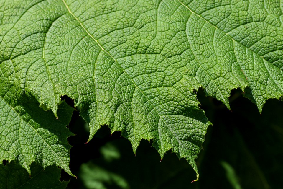 Blatt des Mammutblatt