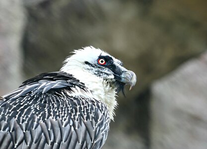 Beak bird eye photo