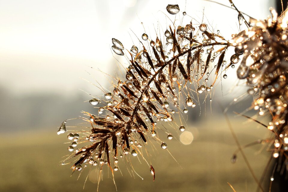 Leaf grass drop of water
