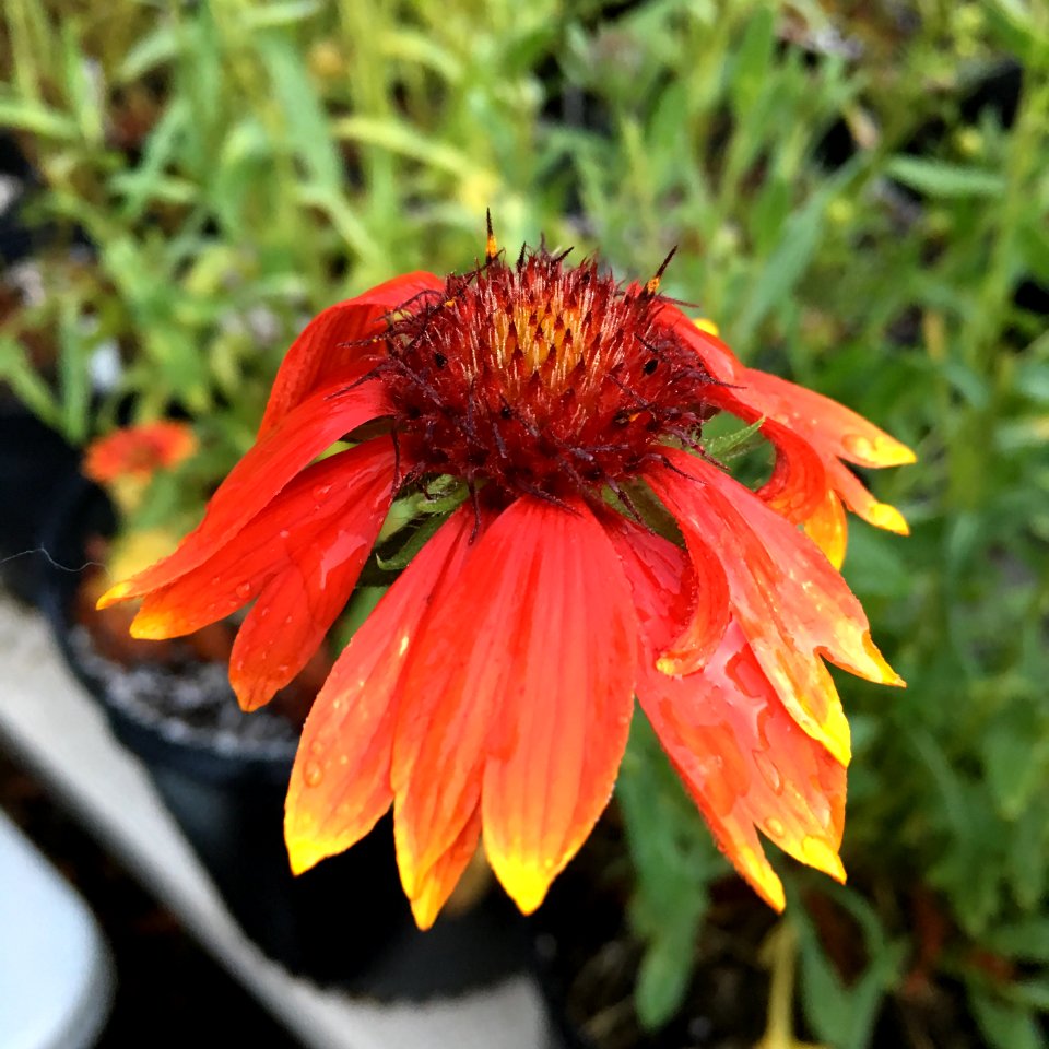 Blanketflower - Gaillardia aristata IMG 7407