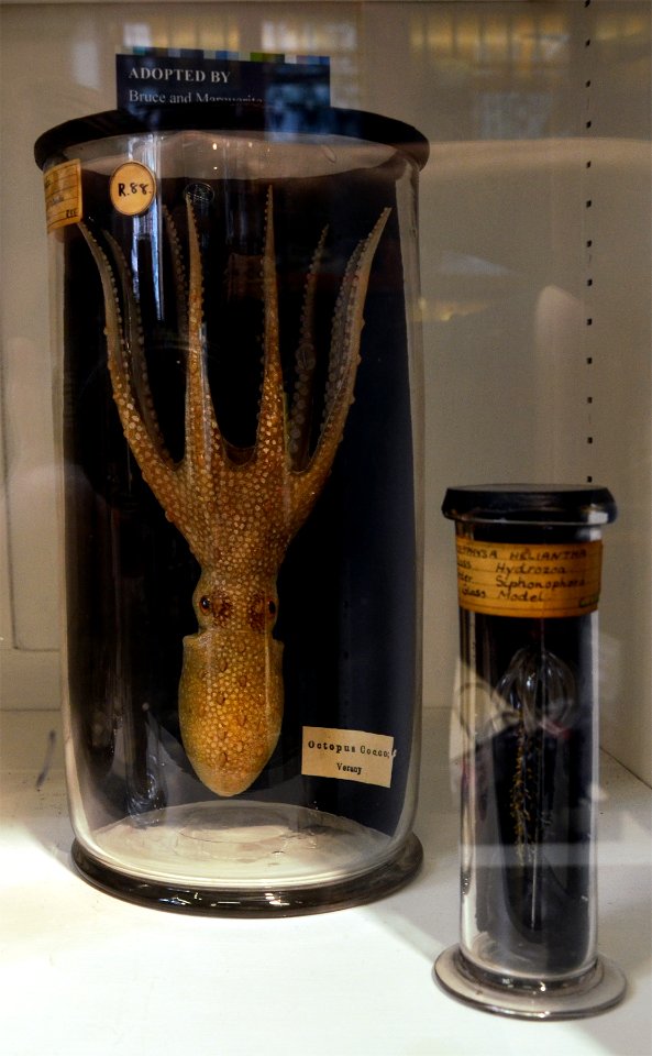 Blaschka Grant Museum of Zoology Londres 05082013 3
