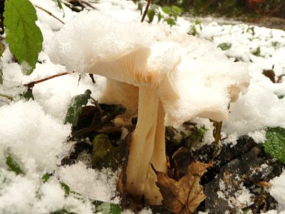 Bleiweißer Firnis-Trichterling im Schnee
