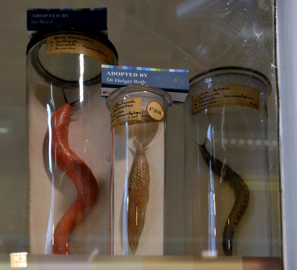 Blaschka Grant Museum of Zoology Londres 05082013 1