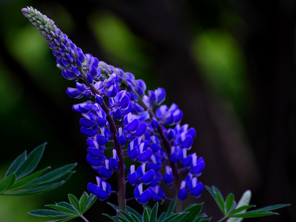 Blaue.Lupine