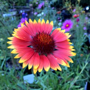 Blanketflower - Gaillardia aristata IMG 6097---