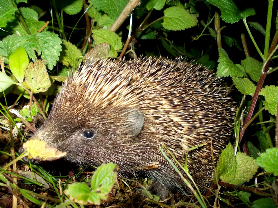 Blatno Hedgehog 01