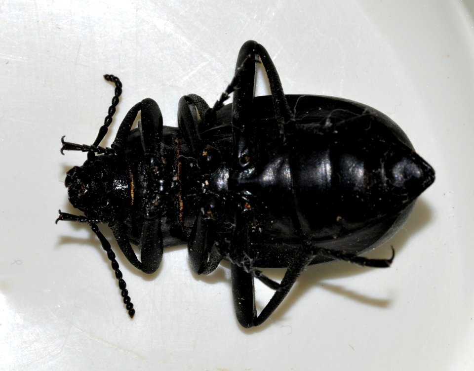 Blaps-species-undetermined-05-fws