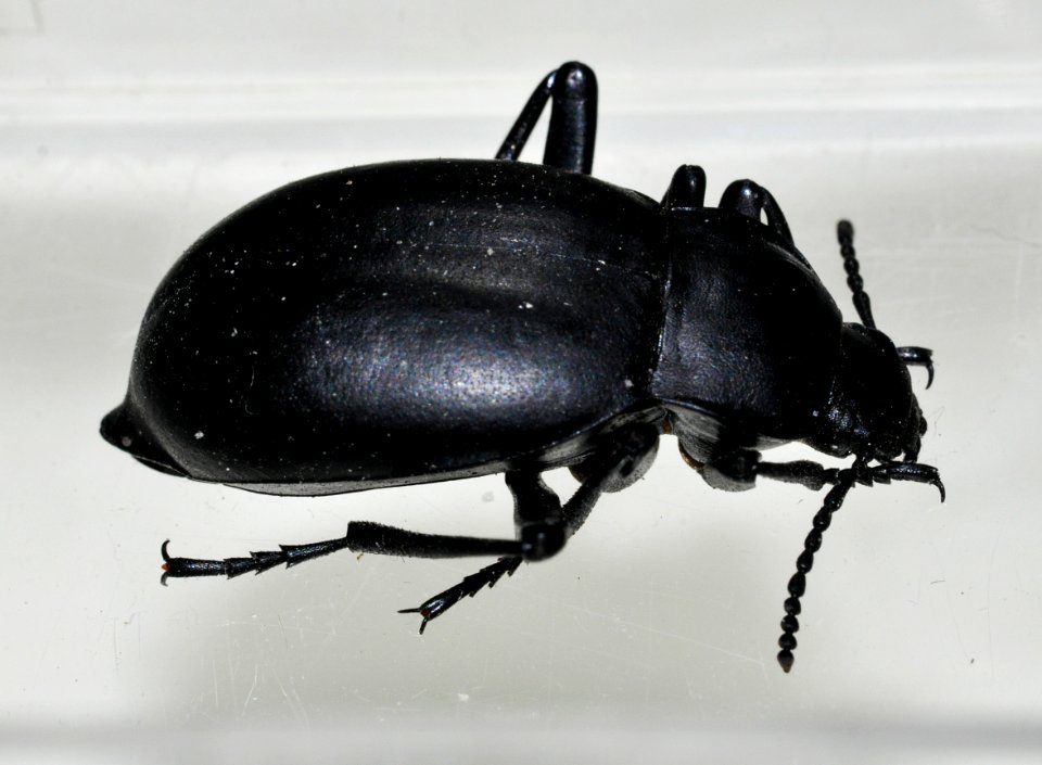 Blaps-species-undetermined-03-fws