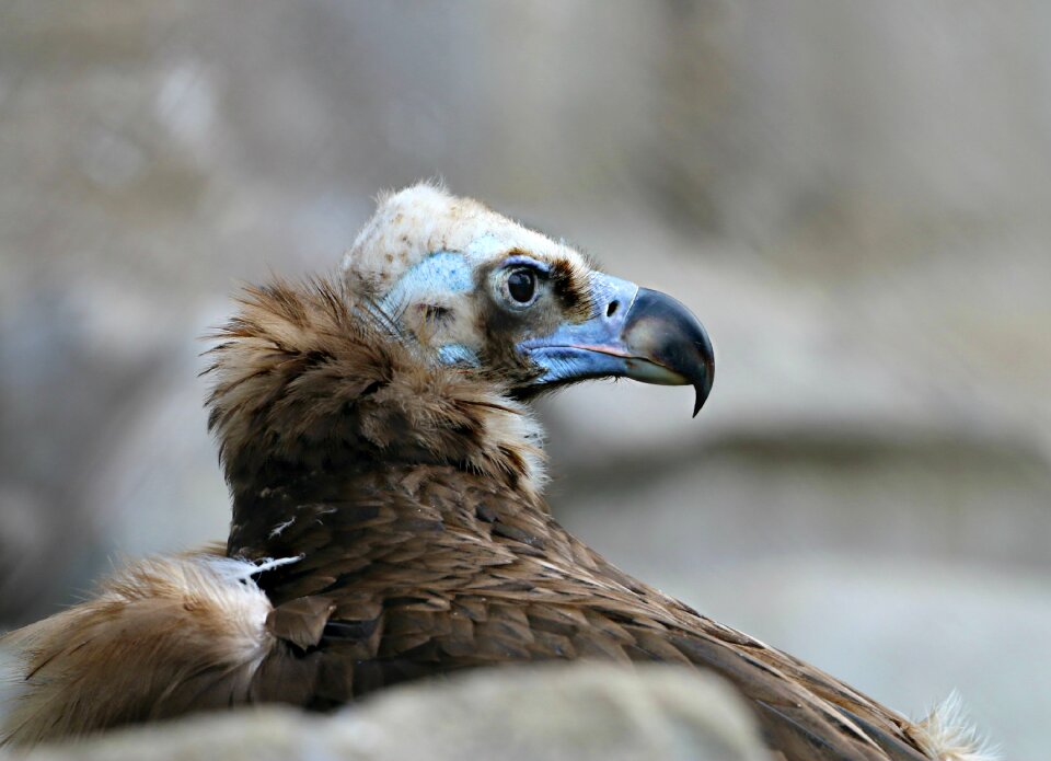 Orderly beak formidable