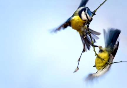 Blaumeisen (101255639)