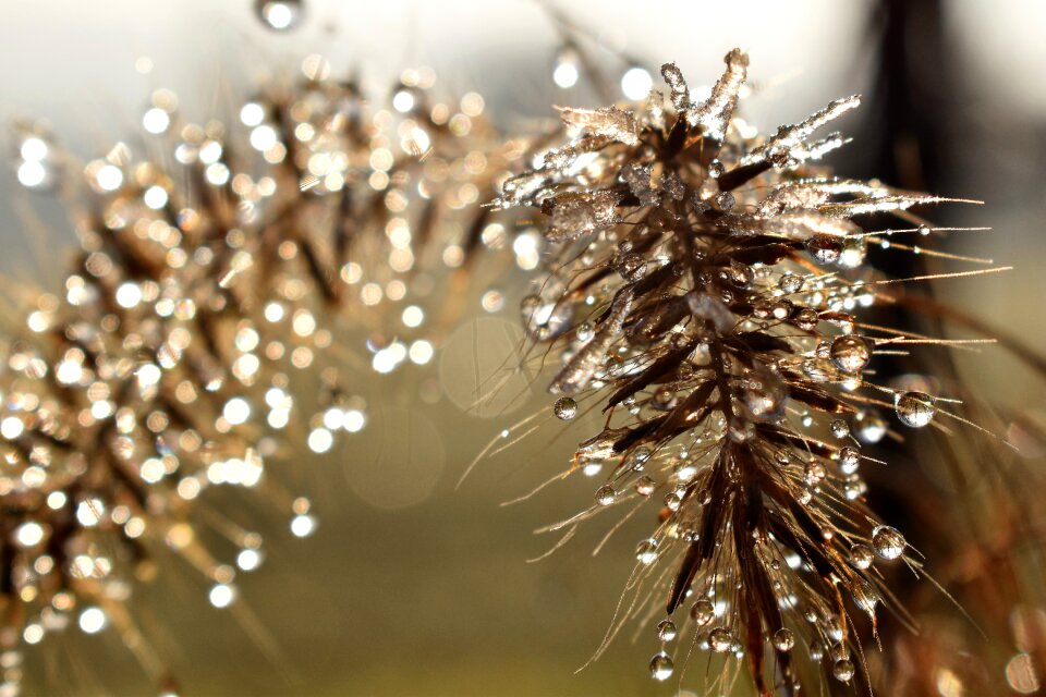 Leaf grass drop of water