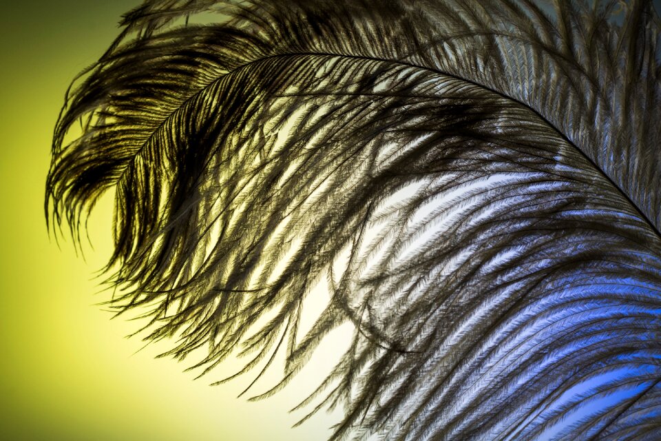 Strauss close up bird feather