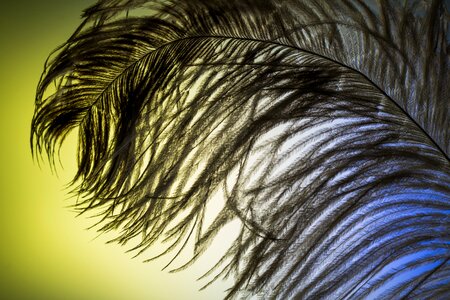 Strauss close up bird feather