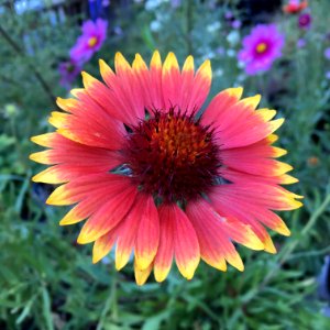 Blanketflower - Gaillardia aristata IMG 6098---