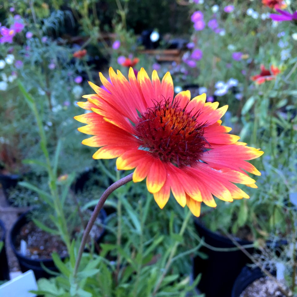 Blanketflower - Gaillardia aristata IMG 6110--