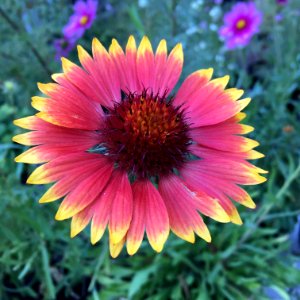 Blanketflower - Gaillardia aristata IMG 6099---