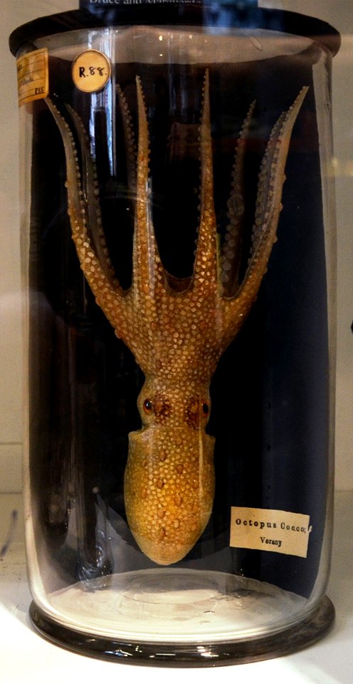 Blaschka Grant Museum of Zoology Londres 05082013 3 B