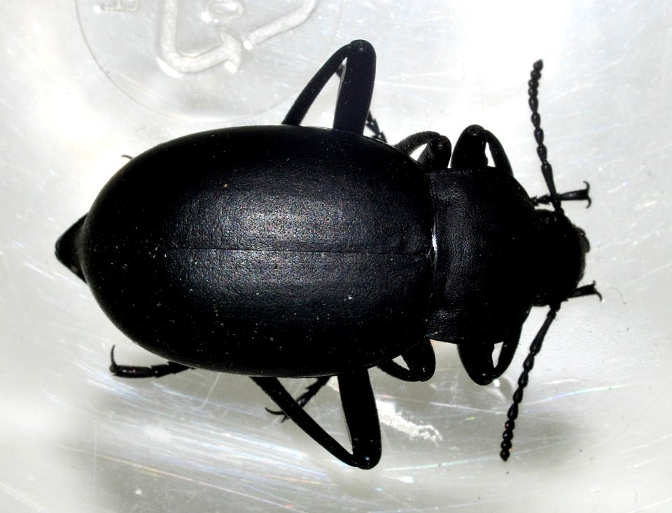 Blaps-species-undetermined-01-fws