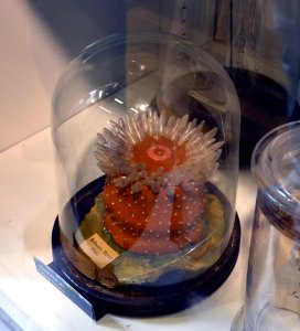 Blaschka Grant Museum of Zoology Londres 05082013 5