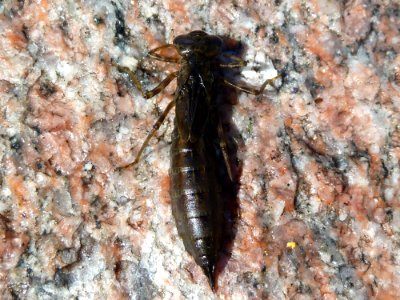Blaugrüne Mosaikjungfer (Aeshna cyanea) - Larve 1