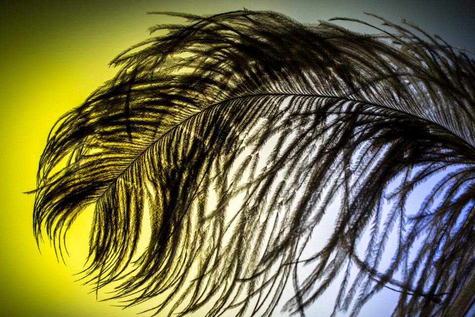 Strauss close up bird feather