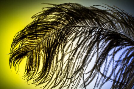 Strauss close up bird feather