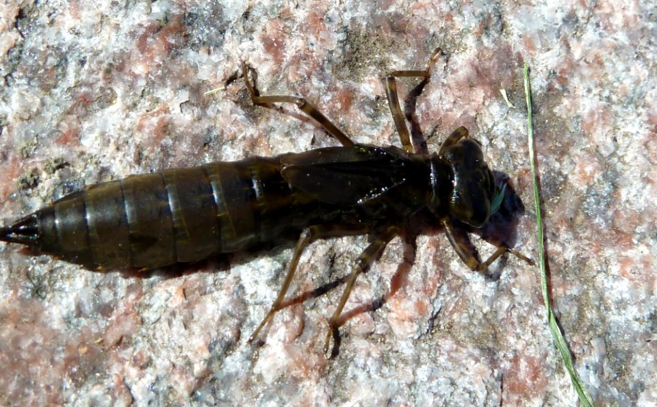 Blaugrüne Mosaikjungfer (Aeshna cyanea) - Larve 2