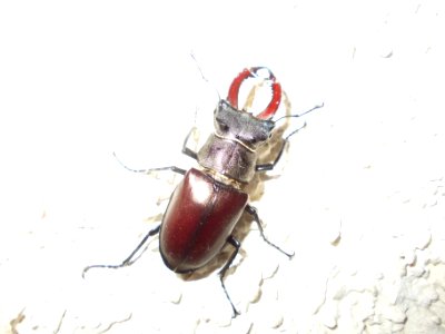 Blatno Lucanus cervus 02