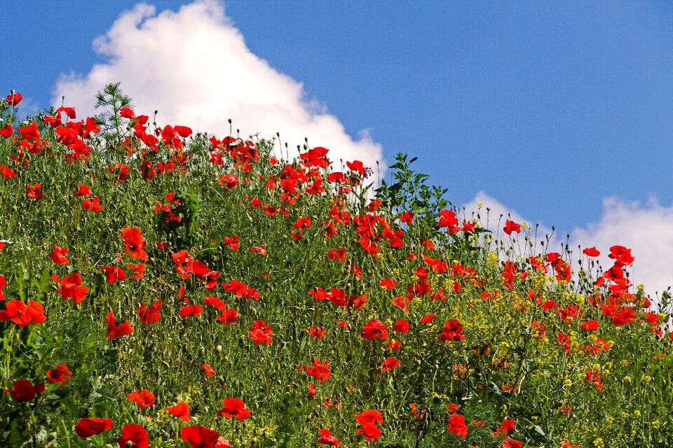 Meadow plant red