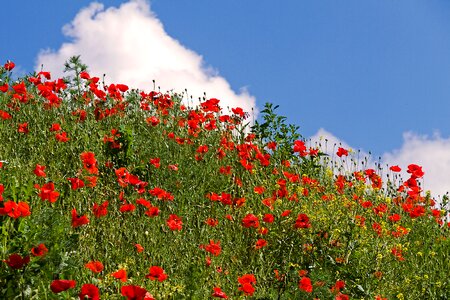 Meadow plant red