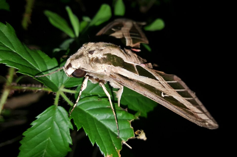 Insect wings markings