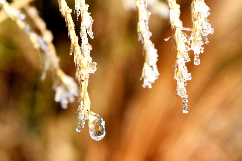 Leaf grass drop of water