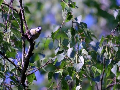 Blaumeise.Tegeler.Fliess