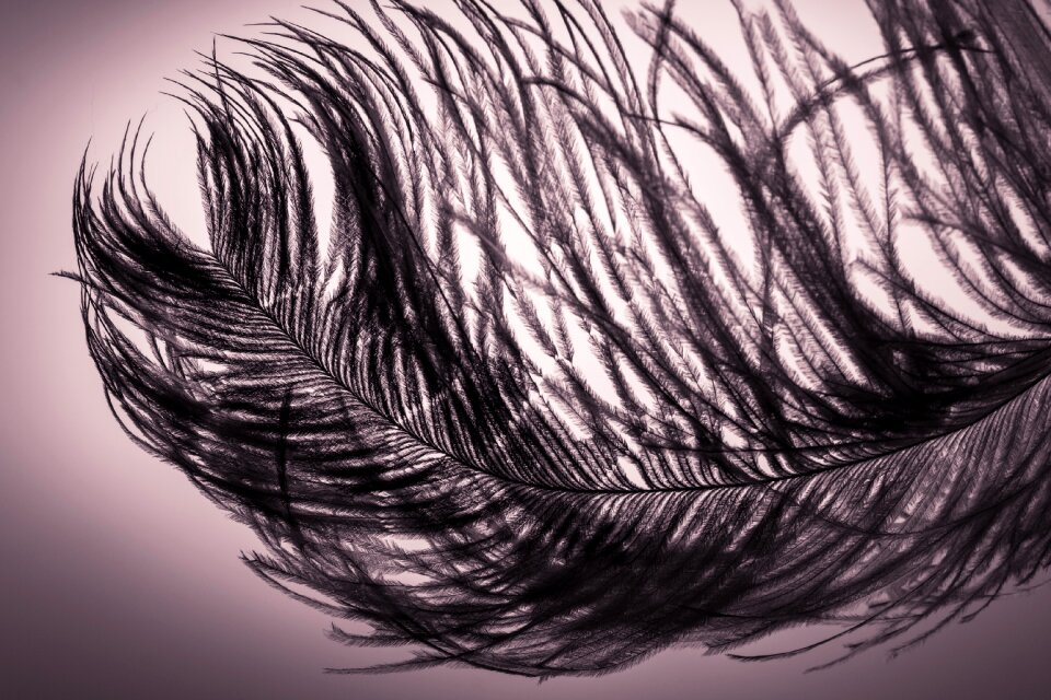 Strauss close up bird feather