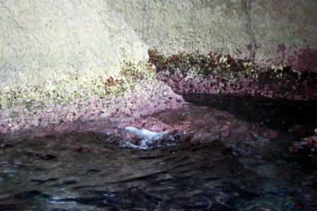 Blaualgen in der Blauengrotte