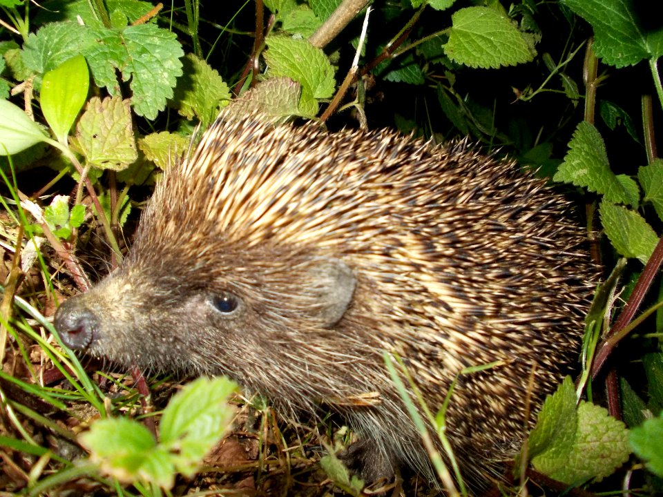 Blatno Hedgehog 02